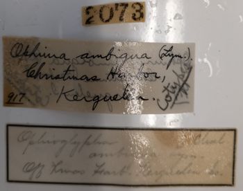 Media type: image;   Invertebrate Zoology OPH-917 Aspect: labels